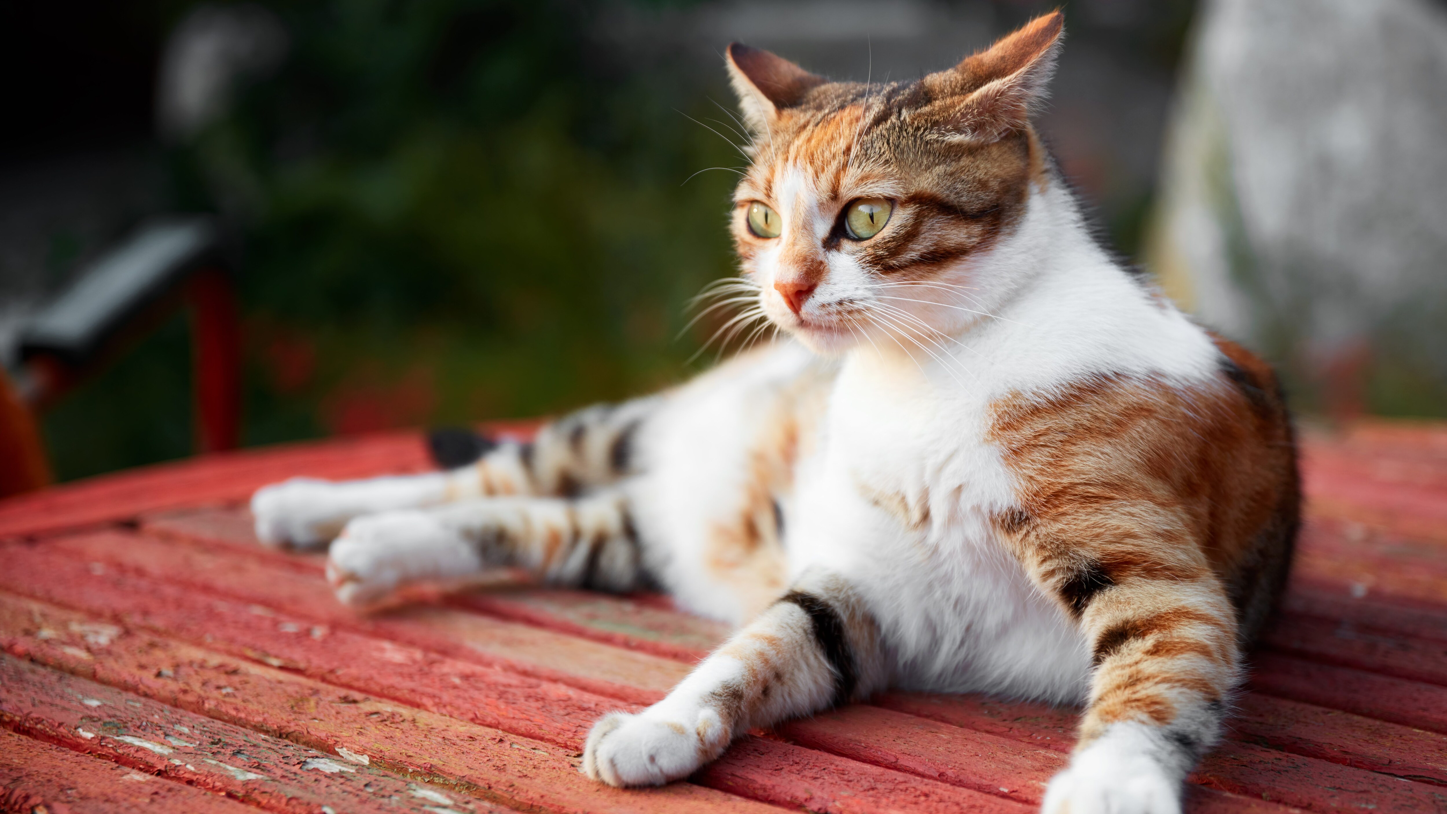 gatto