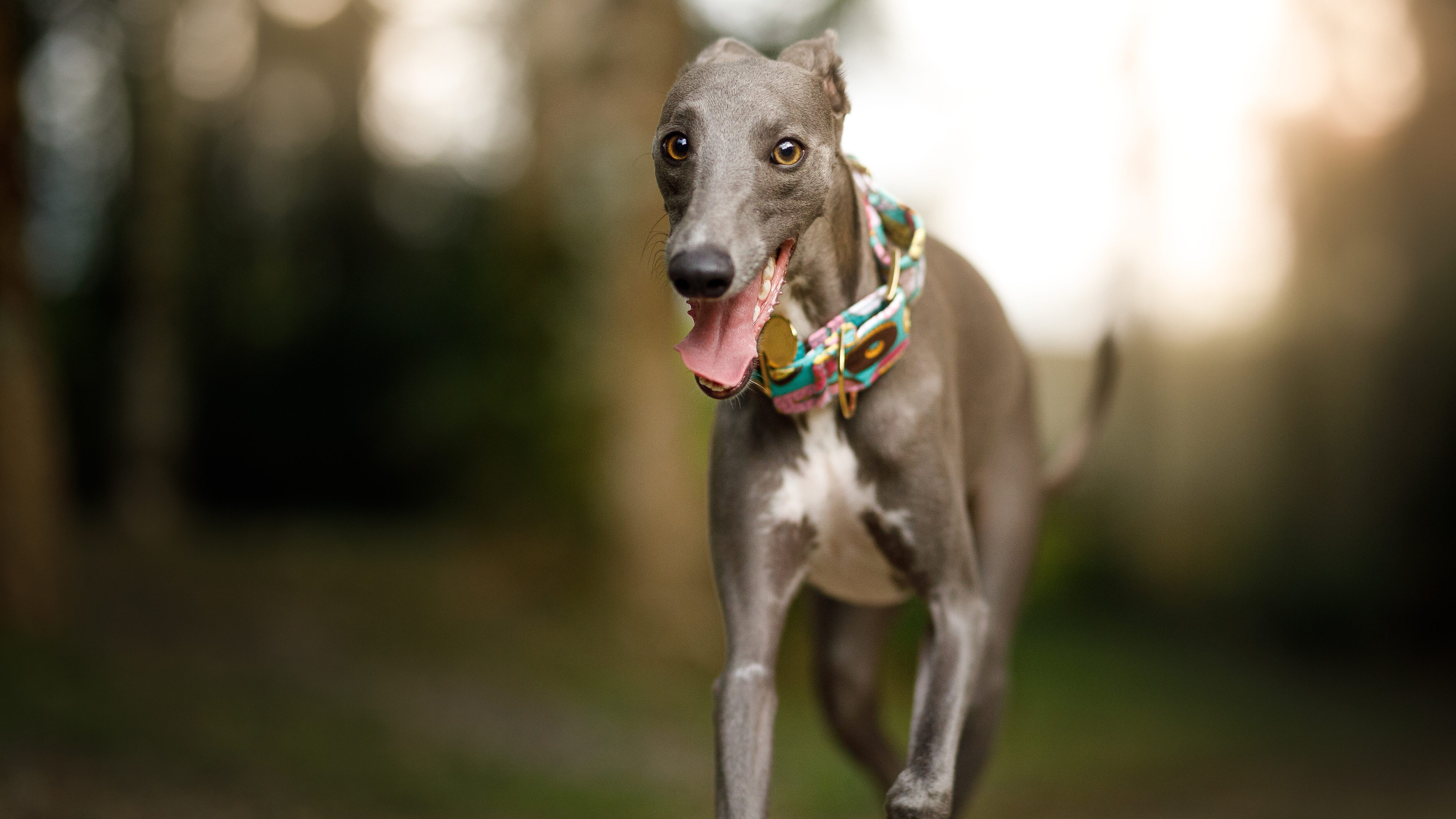 Whippet levriero
