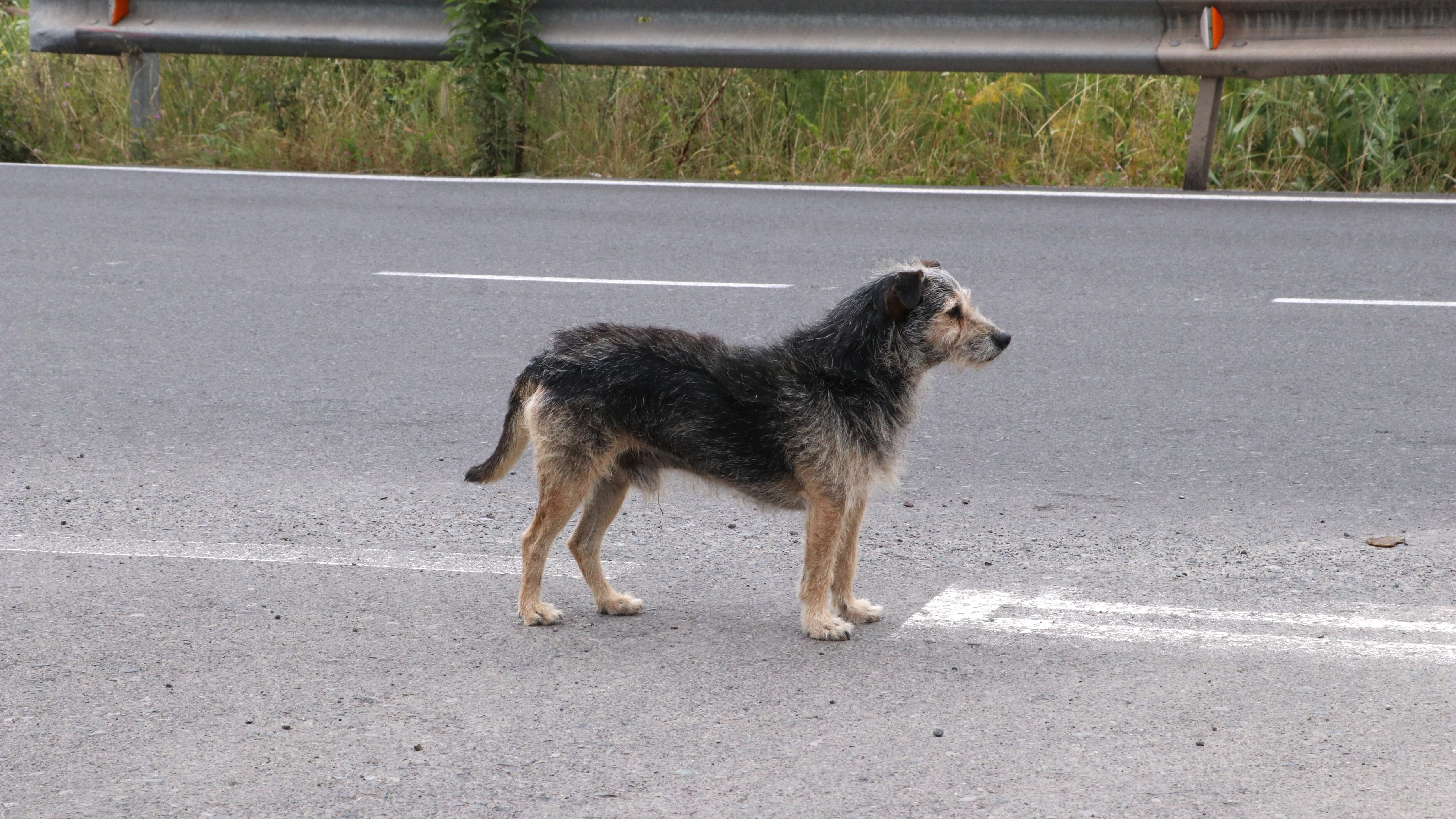 cane autostrada