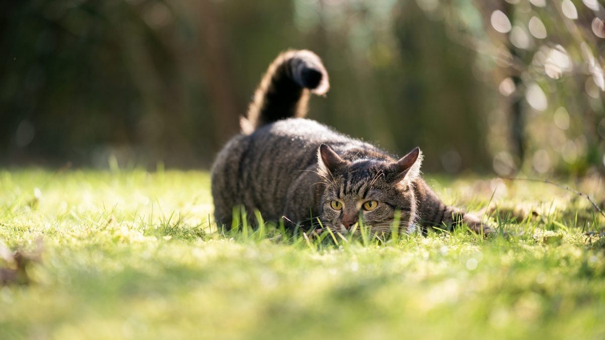 gatto