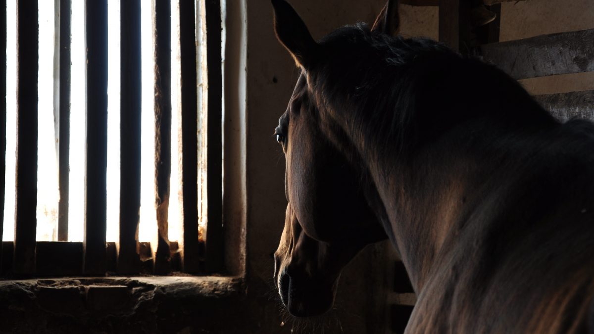 cavallo