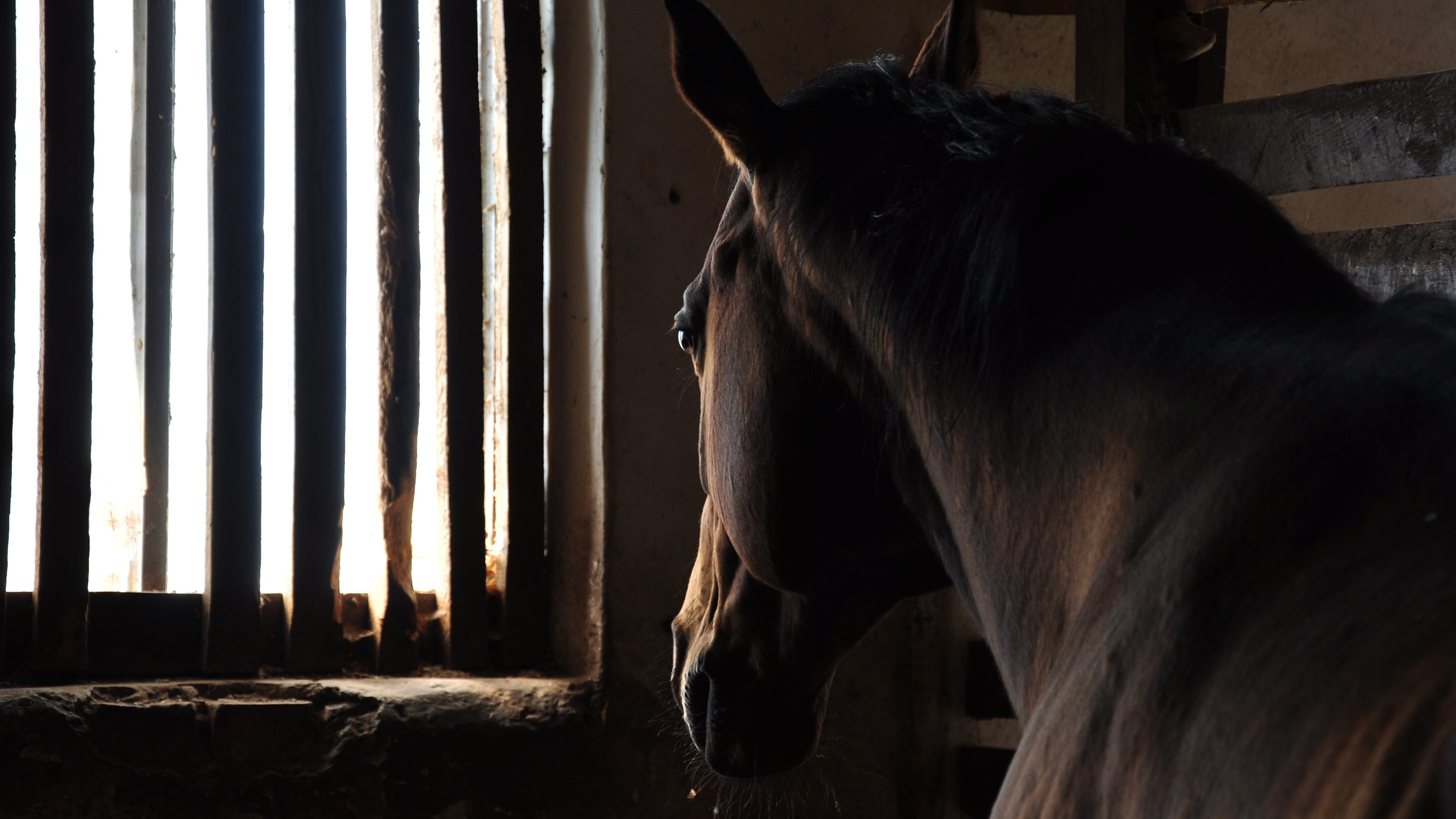 cavallo