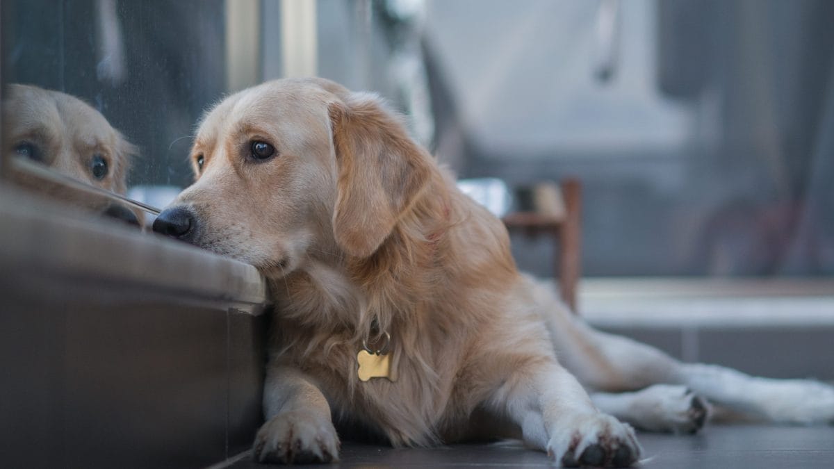 cane casa