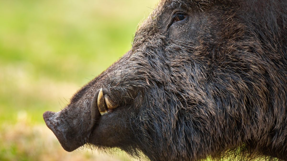 cinghiale
