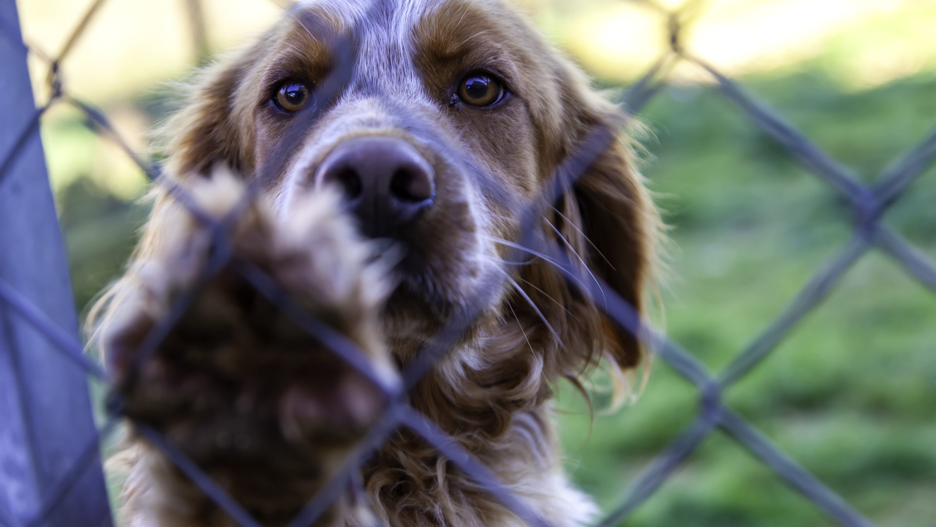 cane canile