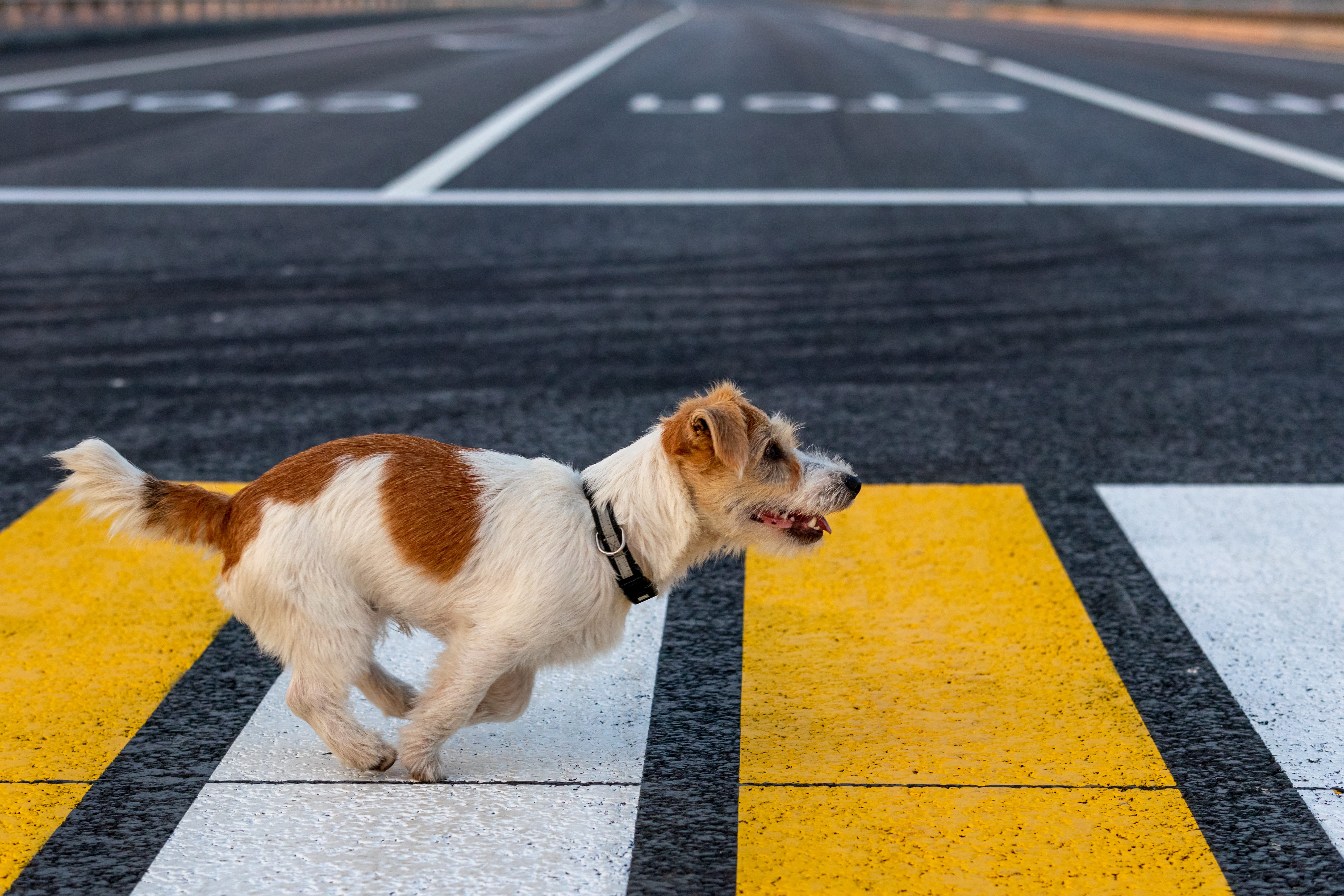 cane attraversa