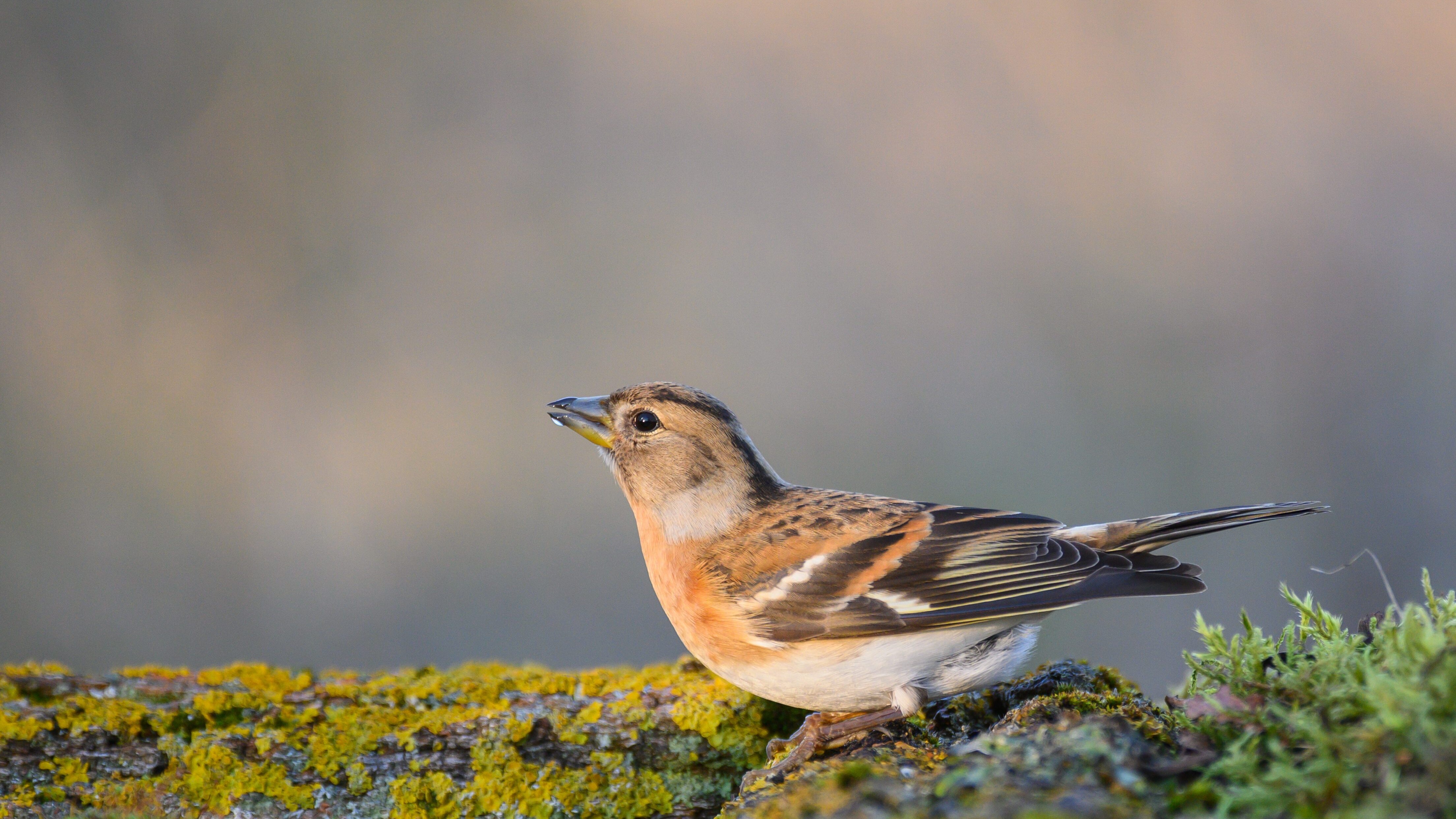 Peppola uccello spiedo bresciano