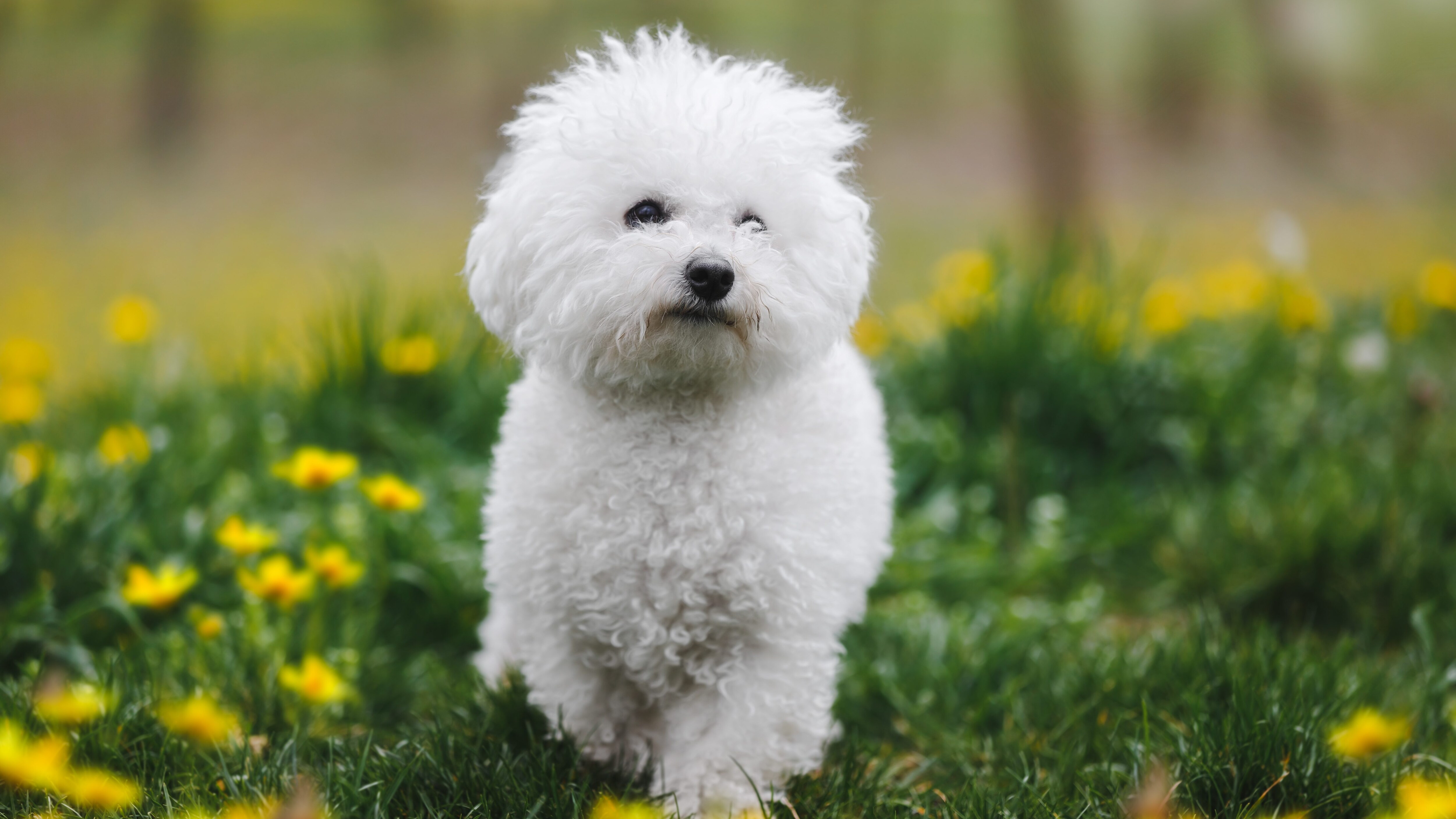 Bichon