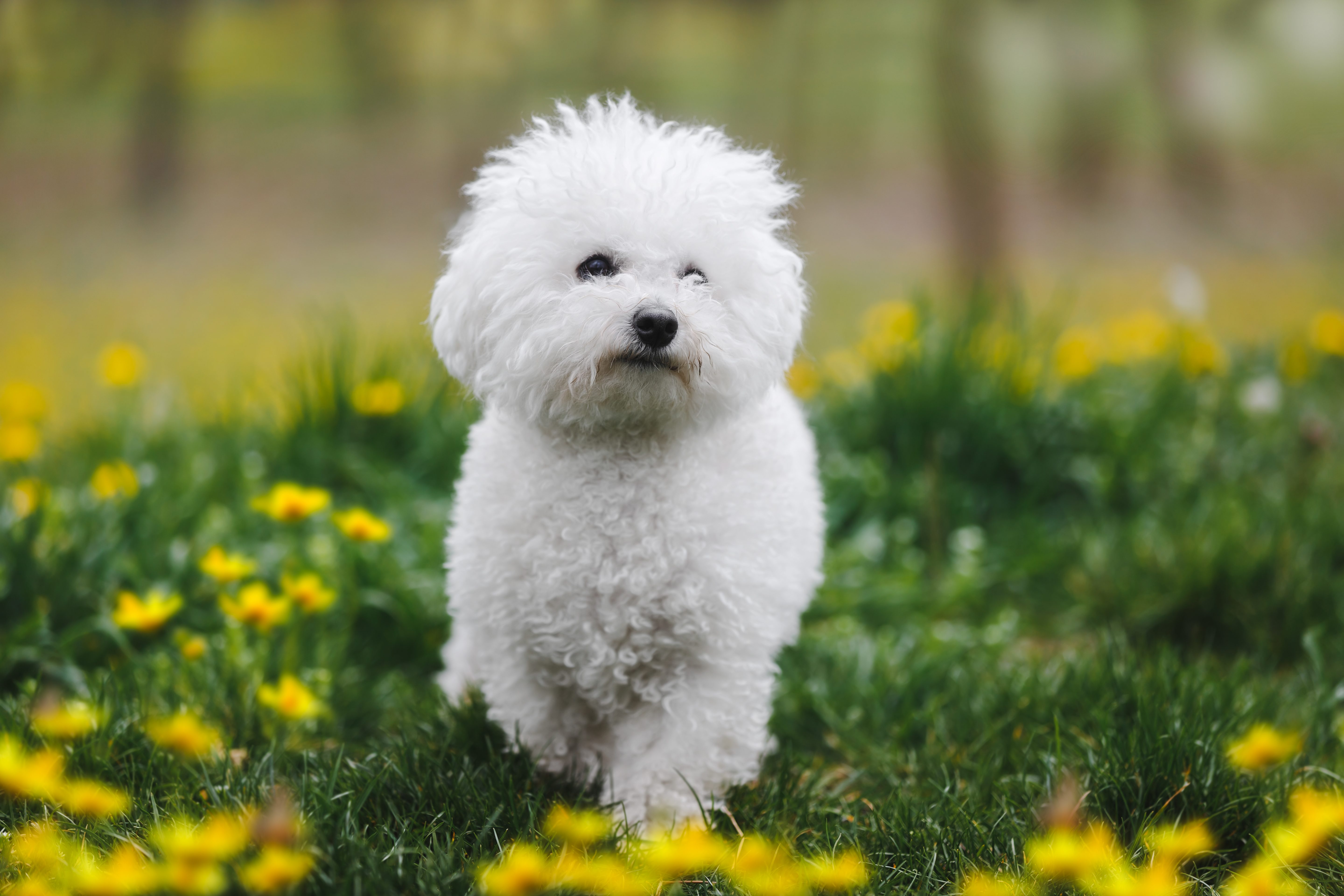 Bichon