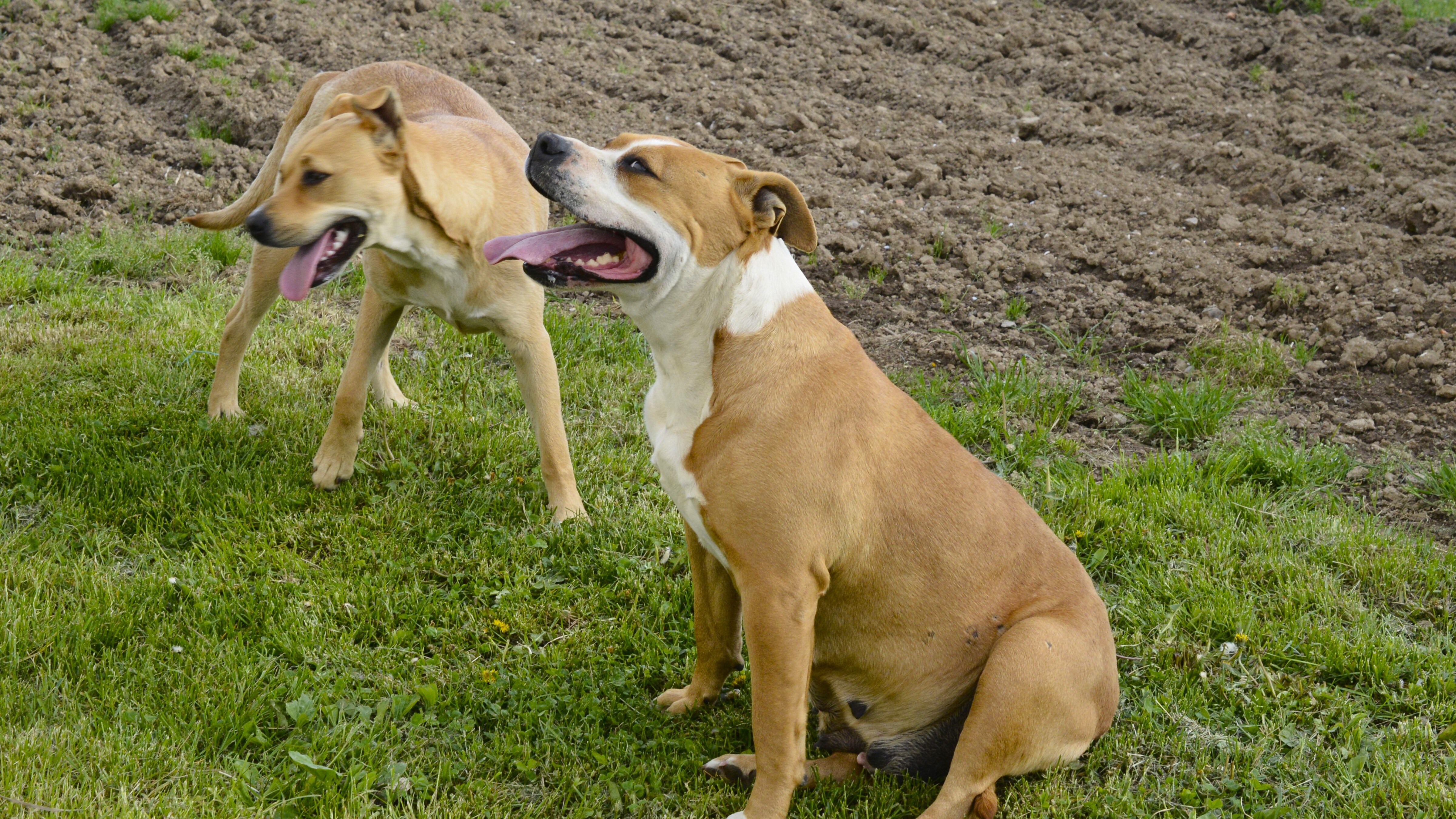 cani amstaff