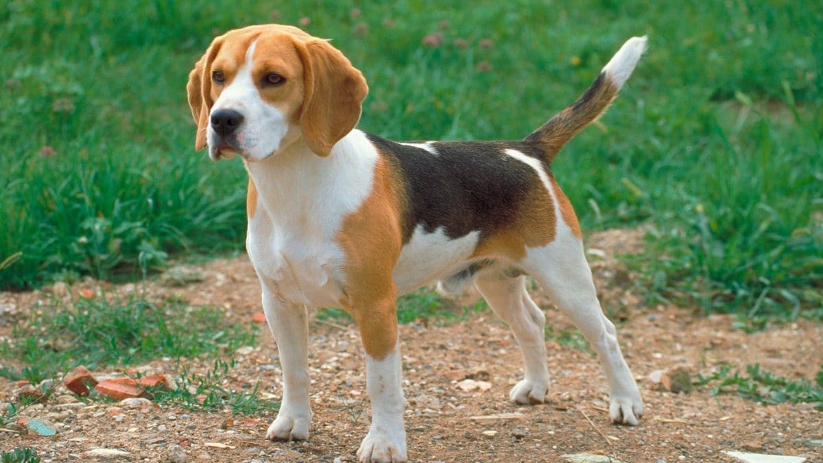 cane Beagle