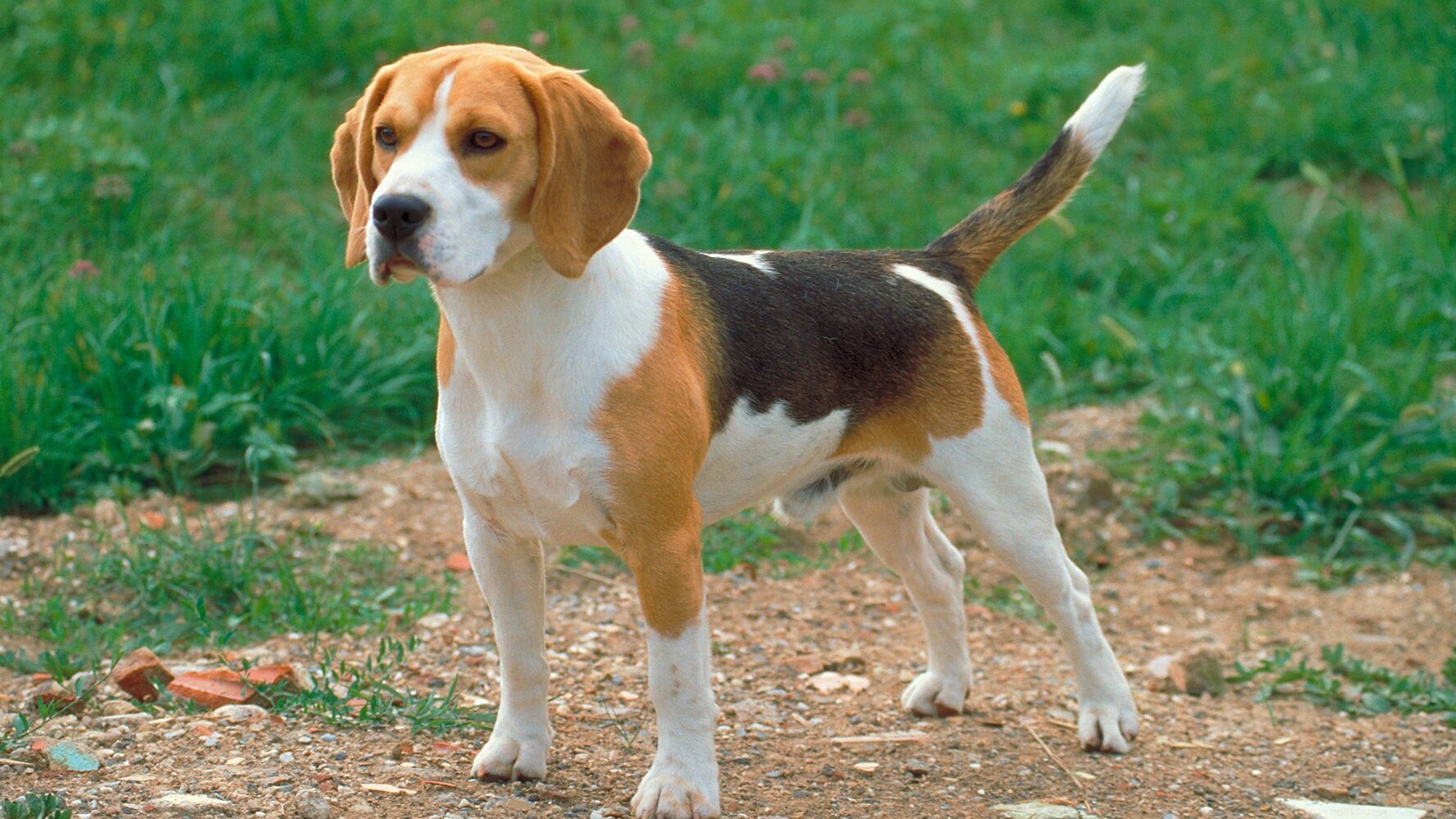 cane Beagle