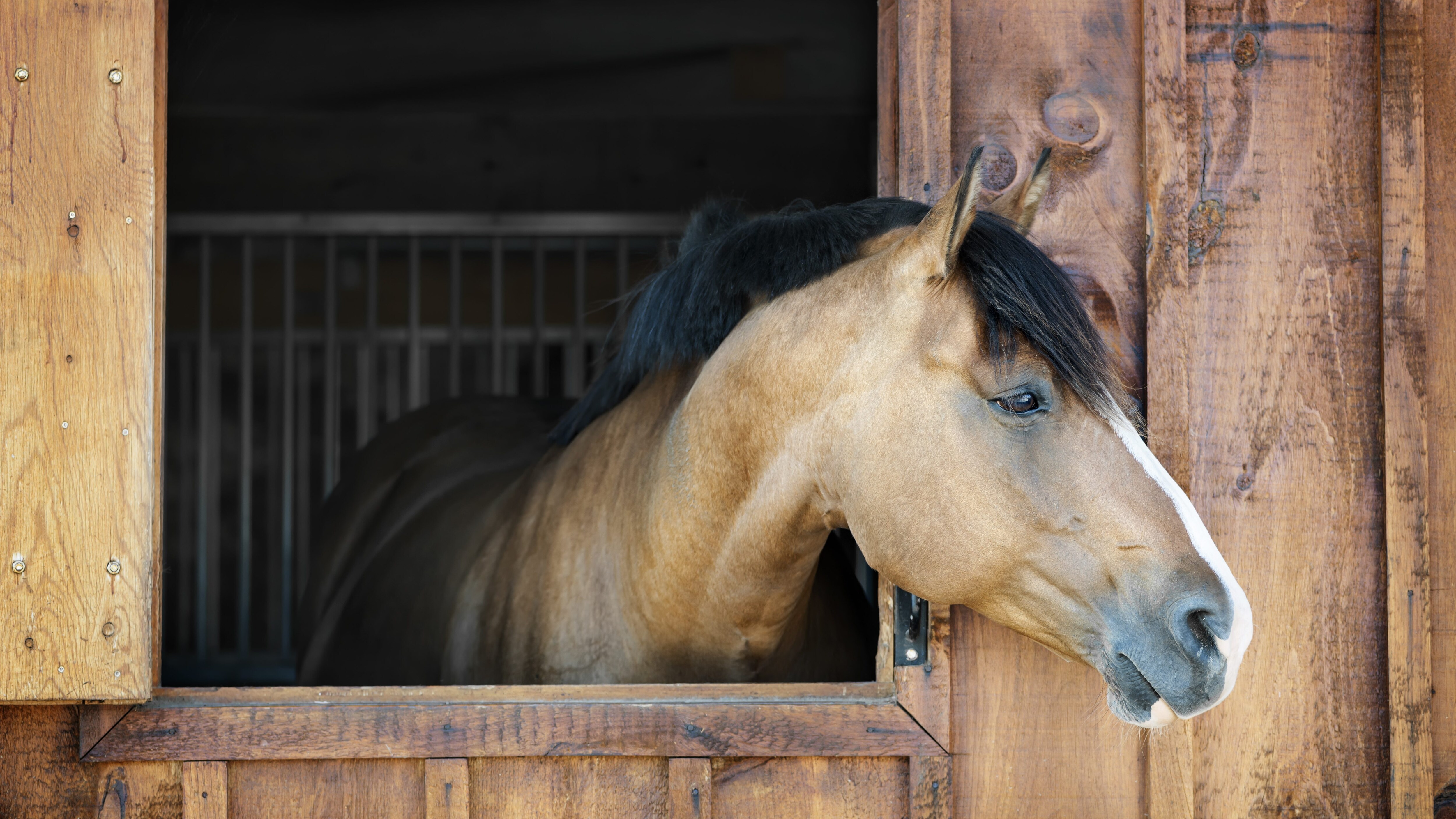 cavallo stalla