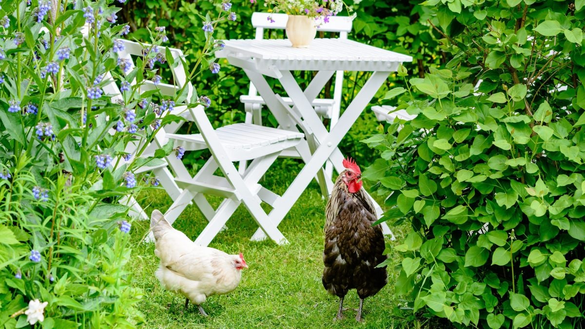 galline in giardino