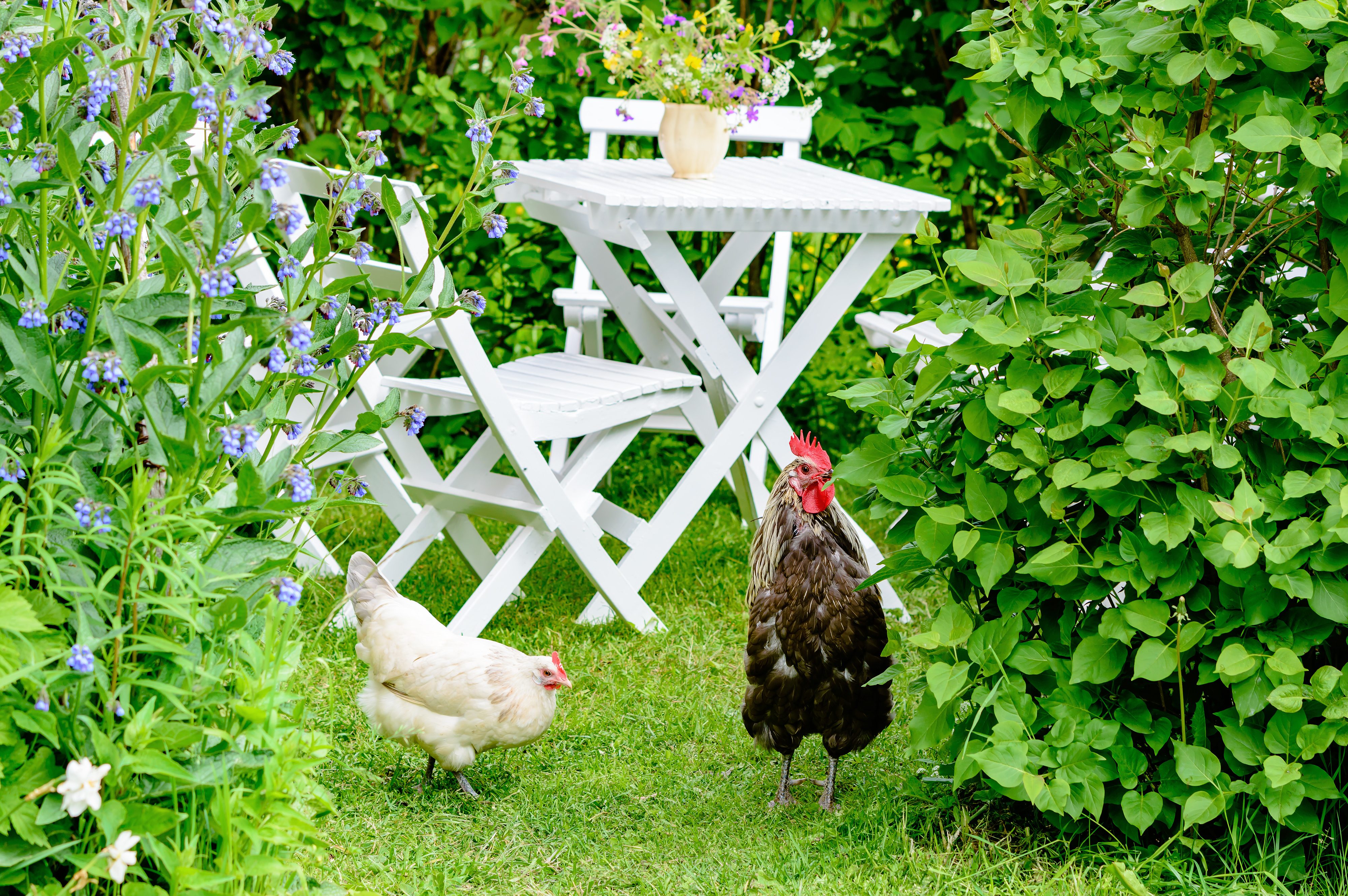 Quante Galline Si Possono Tenere Per Uso Domestico
