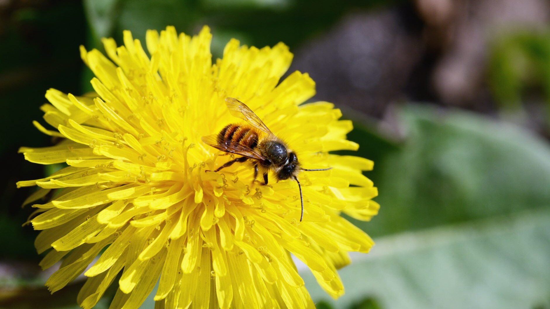 ape osmia bicornis