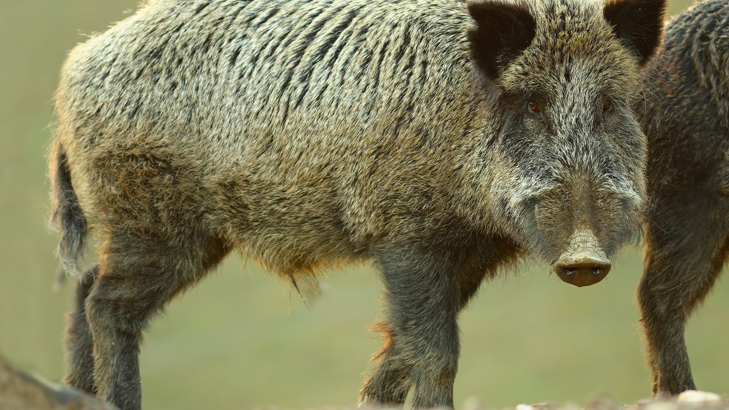 cinghiale