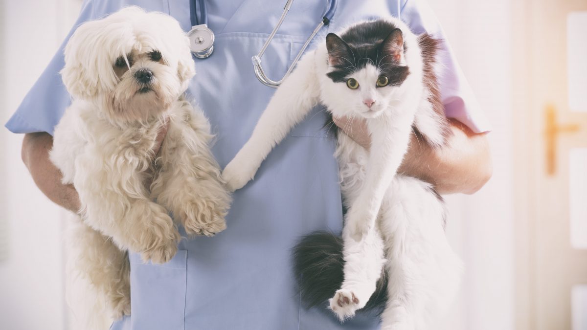 veterinario