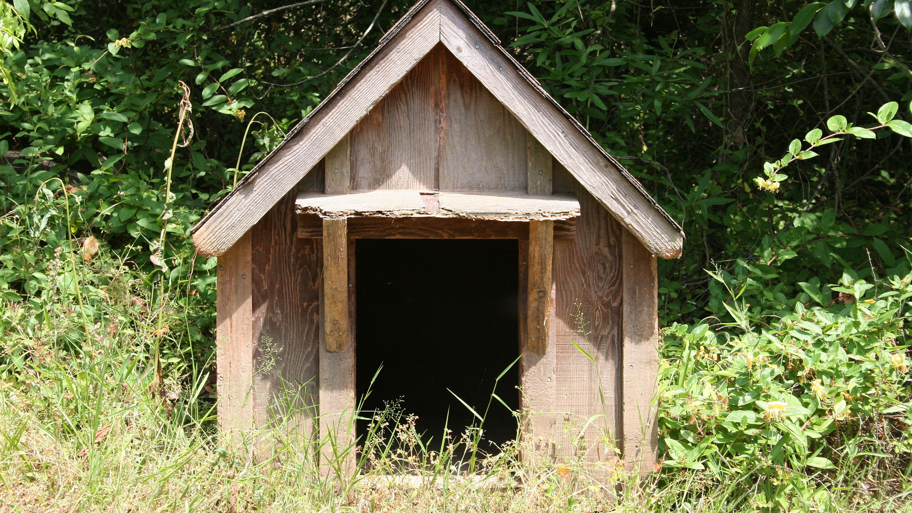 soldi nella cuccia del cane