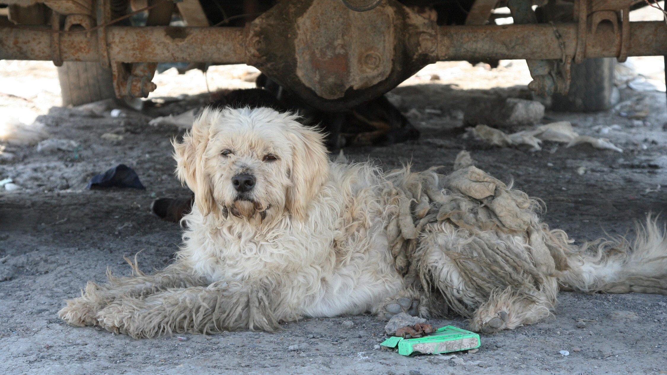 cane rifiuti discarica