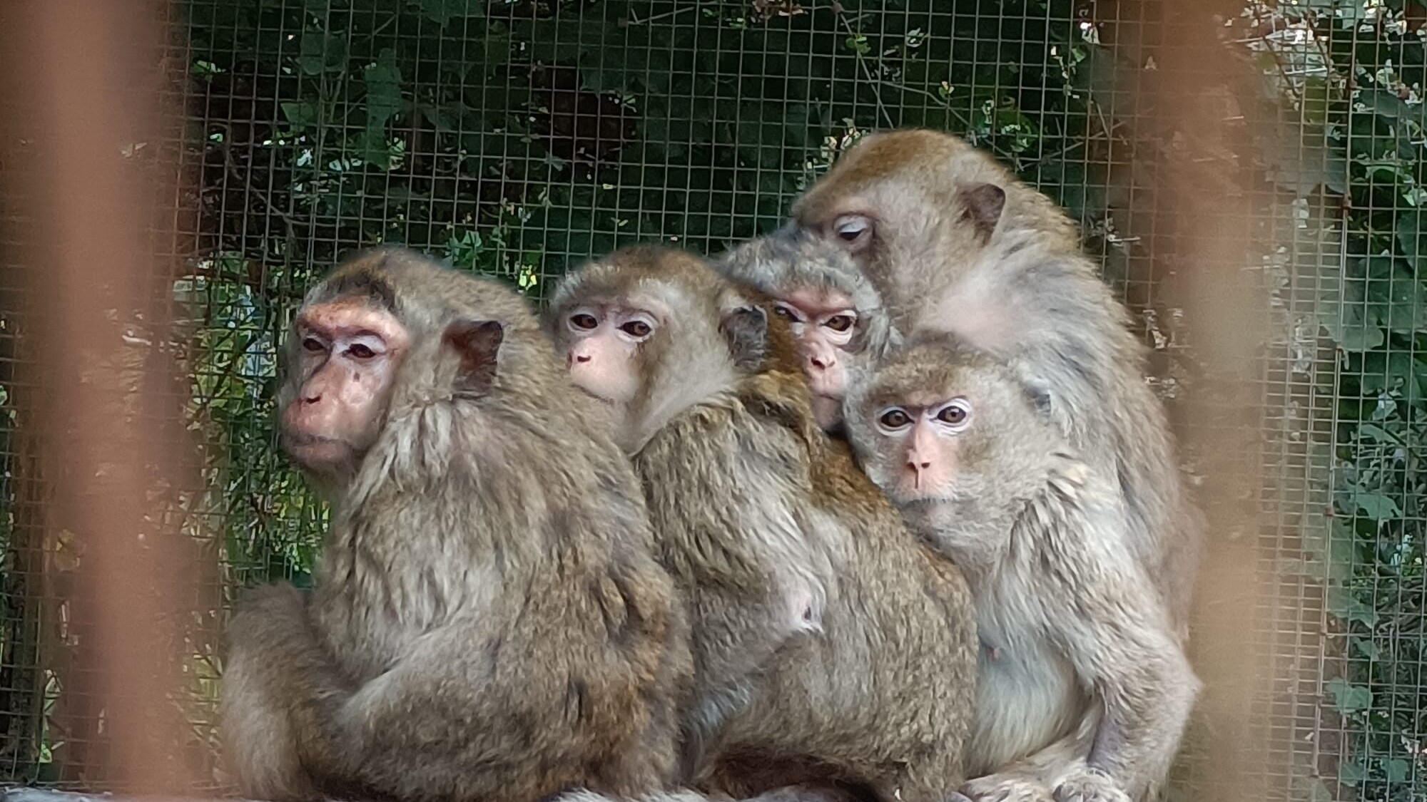 le bambine macachi