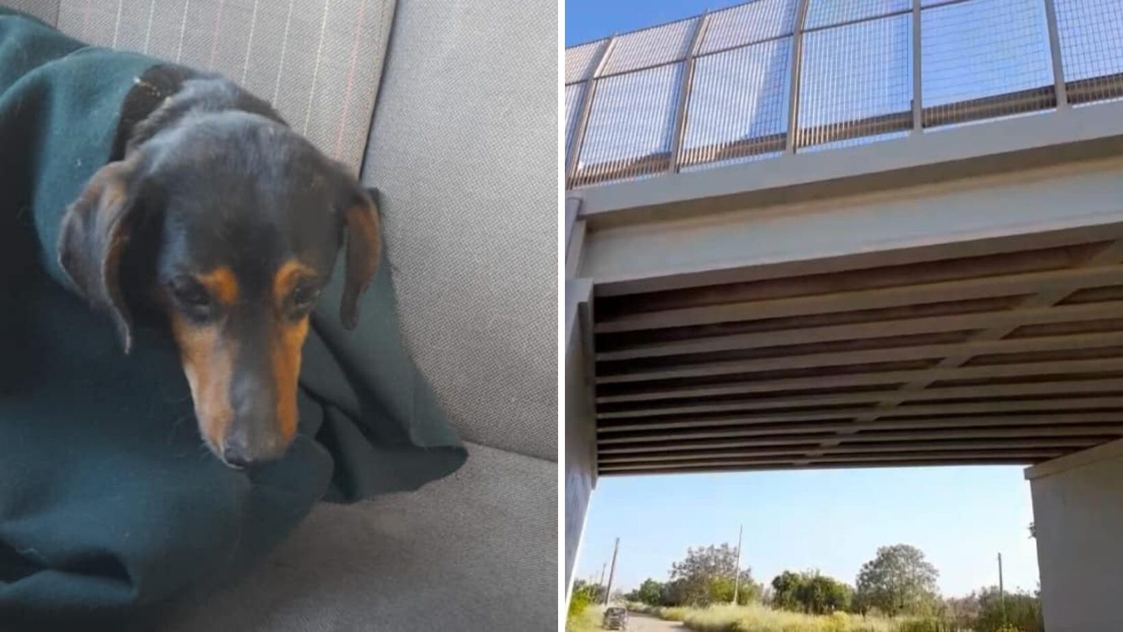 lecce cane cavalcavia