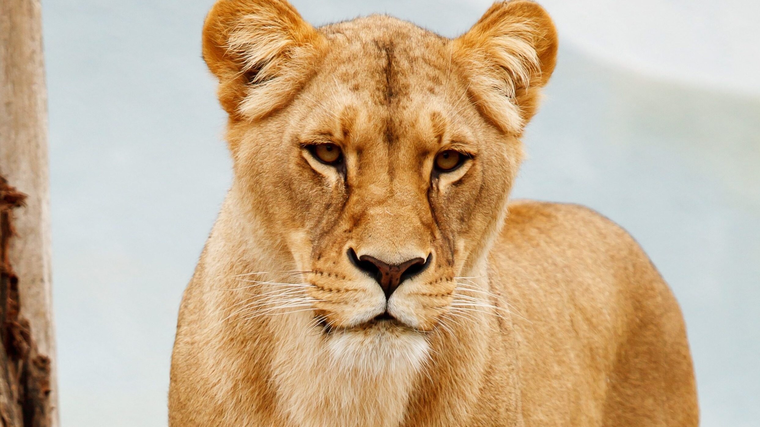 leonessa