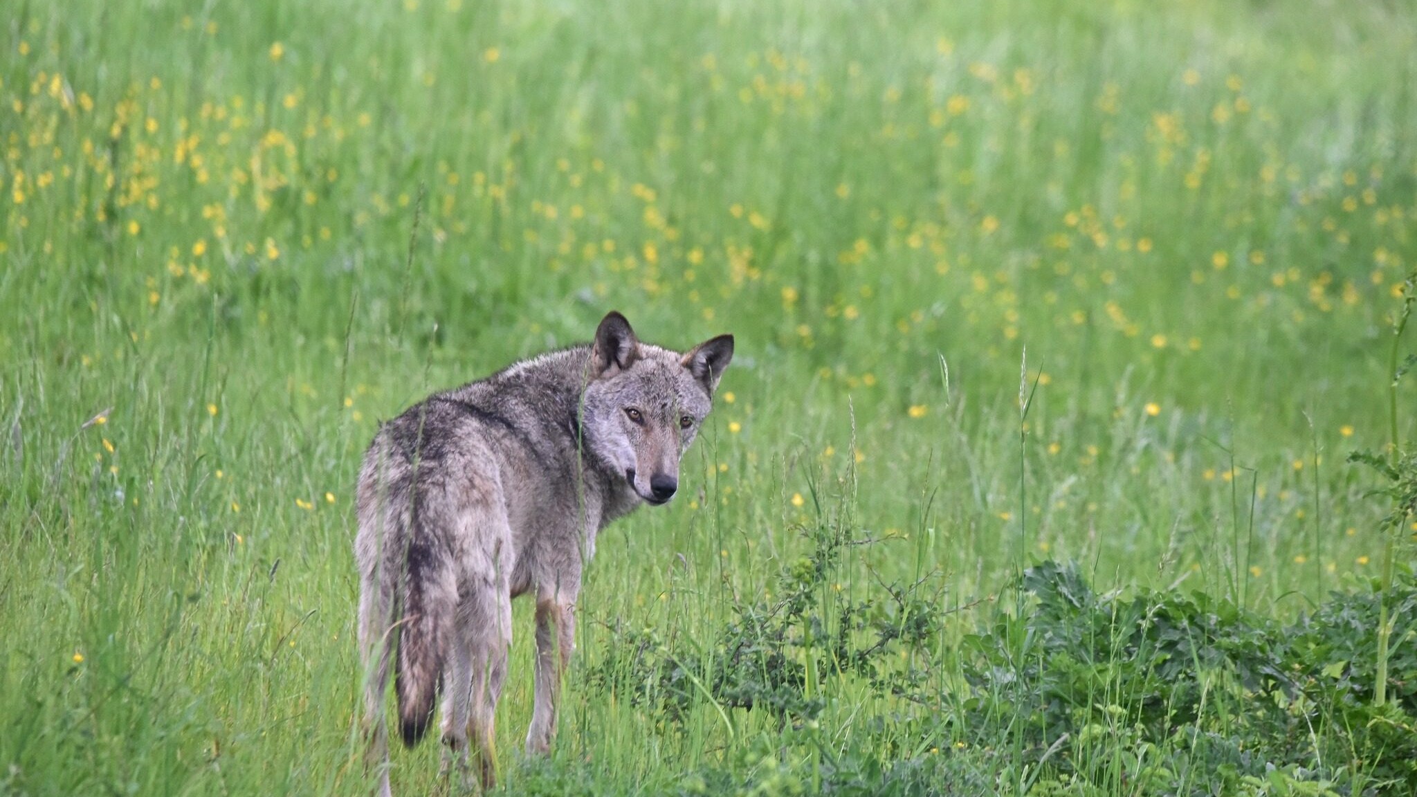 lupo parco abruzzo