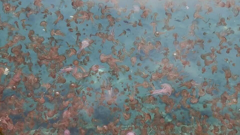 meduse sorrento
