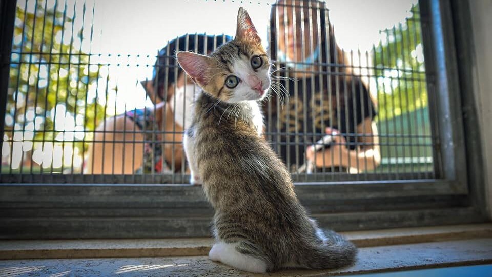 oasi felina porta portese