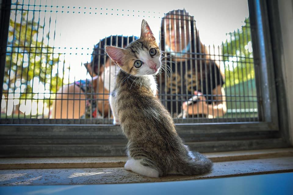 oasi felina porta portese