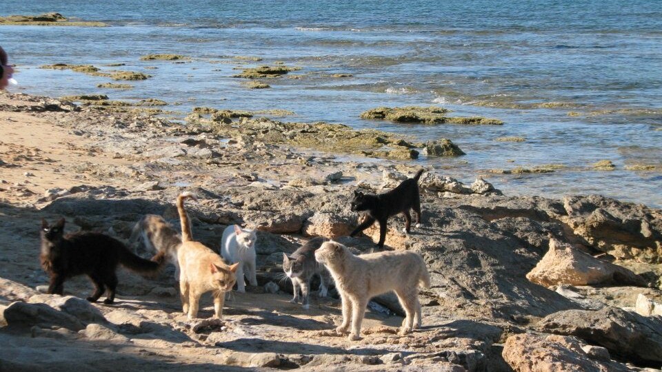 oasi felina su pallusu