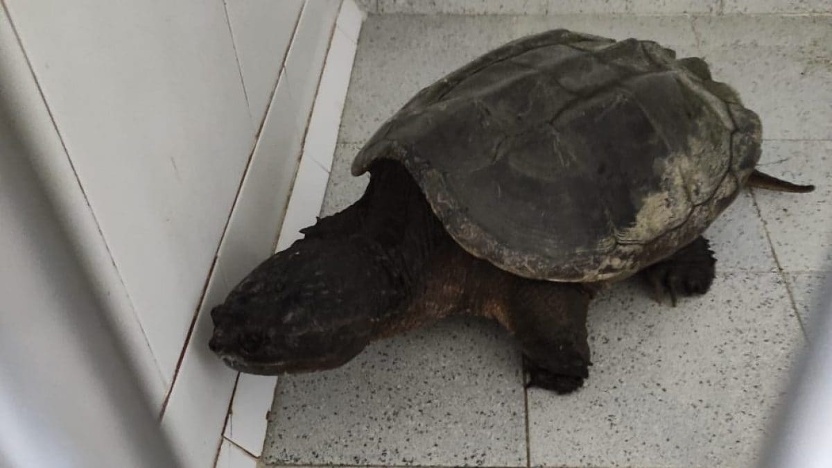 tartaruga azzannatrice