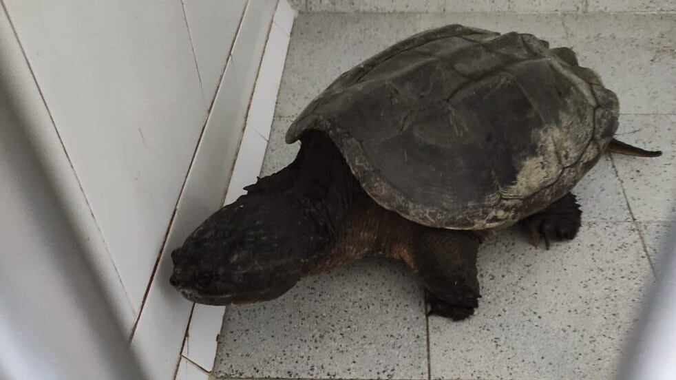 tartaruga azzannatrice