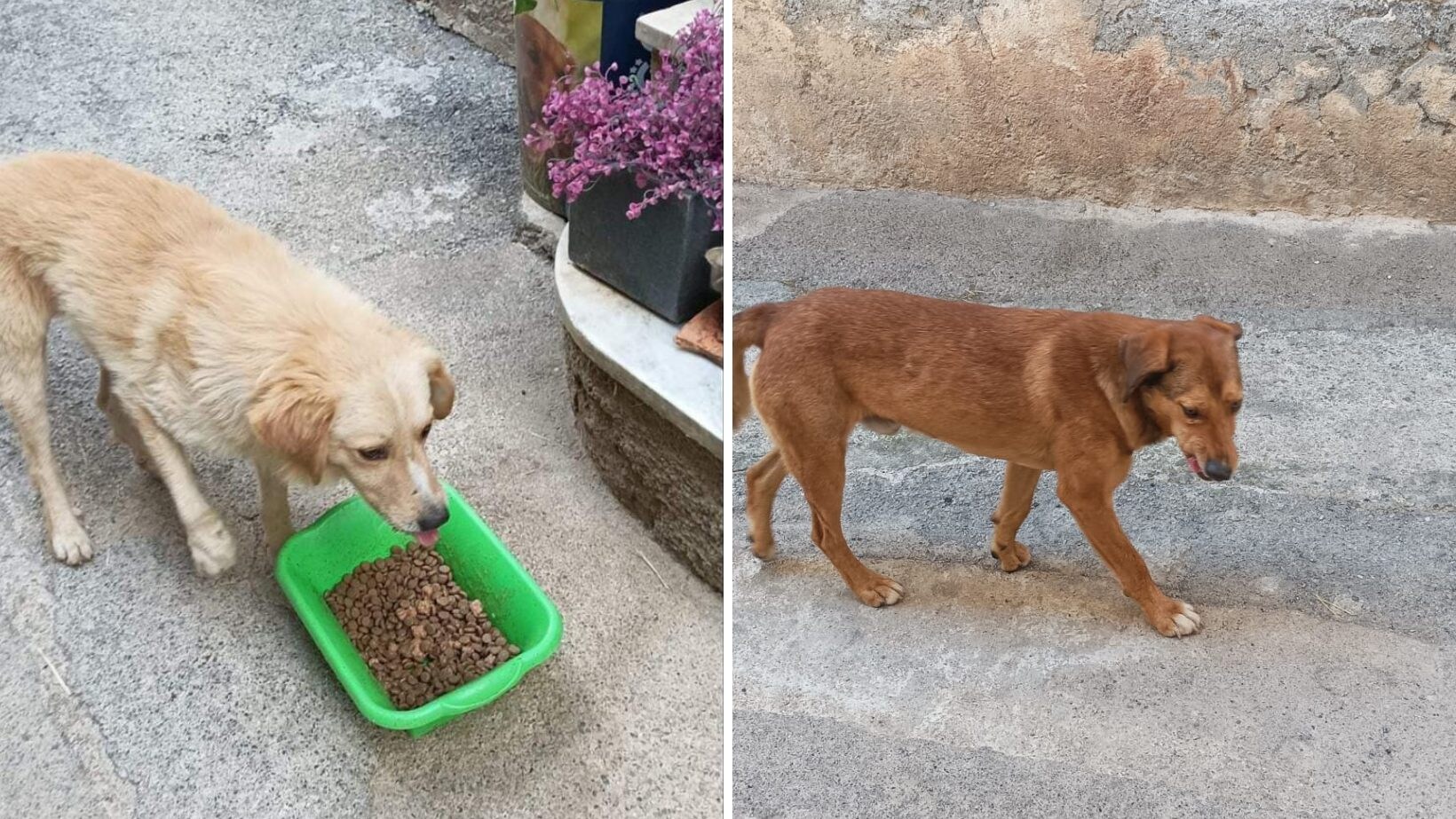 cani liberi morano