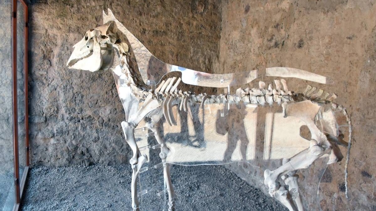 cavallo maiuri