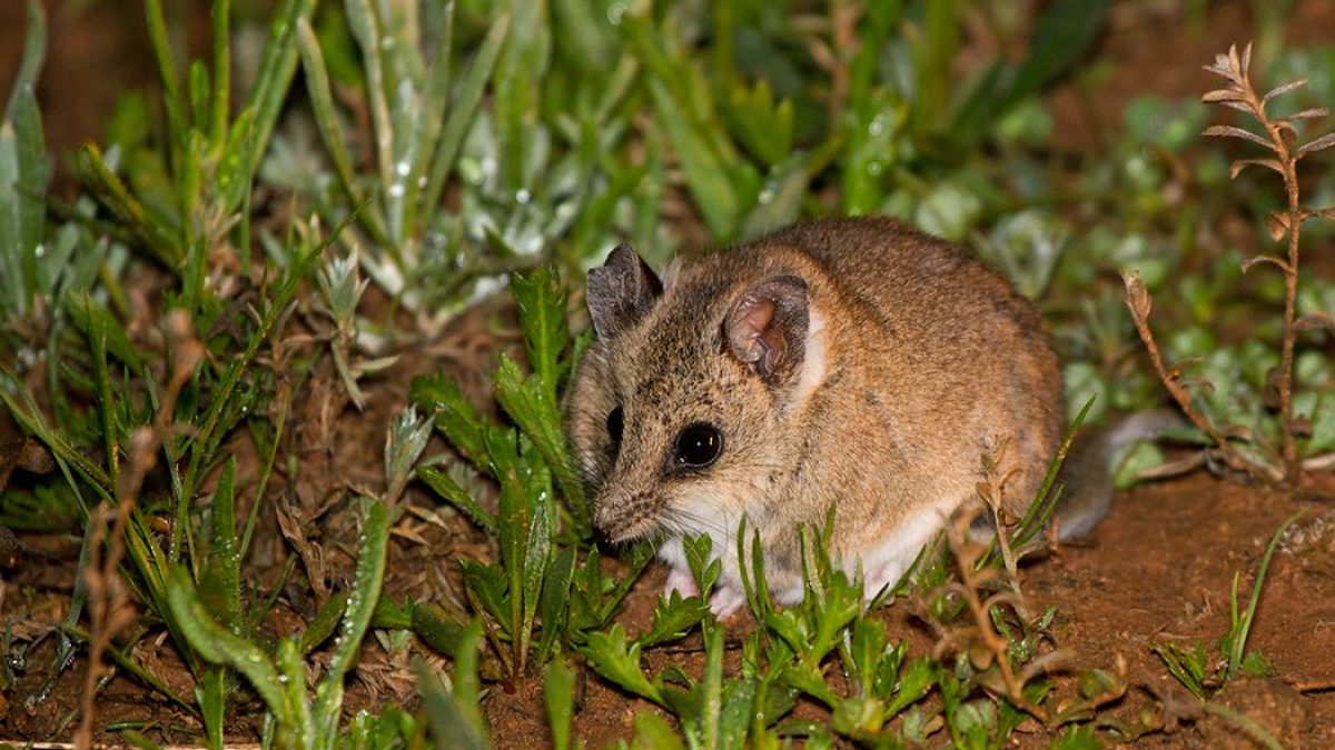 Dunnart