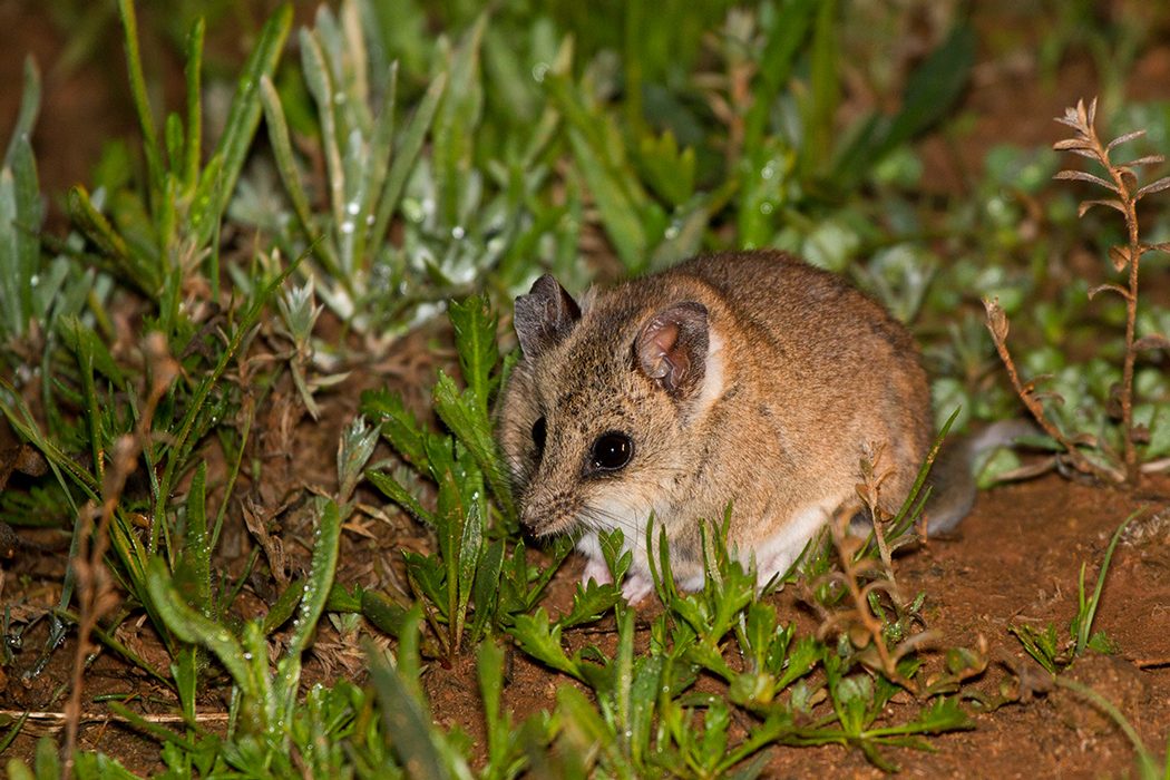 Dunnart