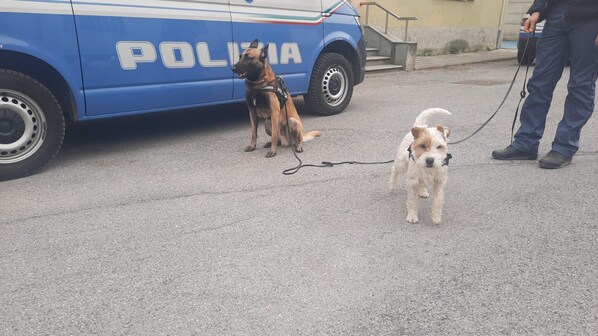 Immagine