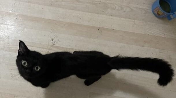 gatto calimero