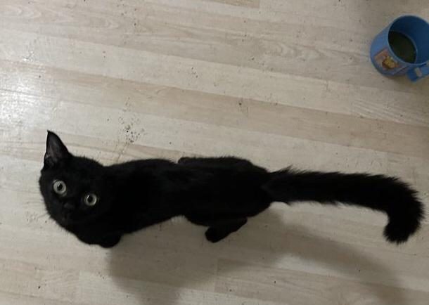 gatto calimero