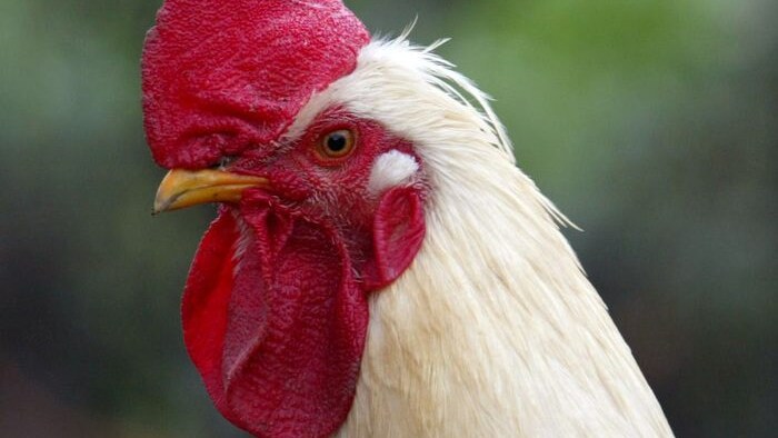 gallo garibaldi