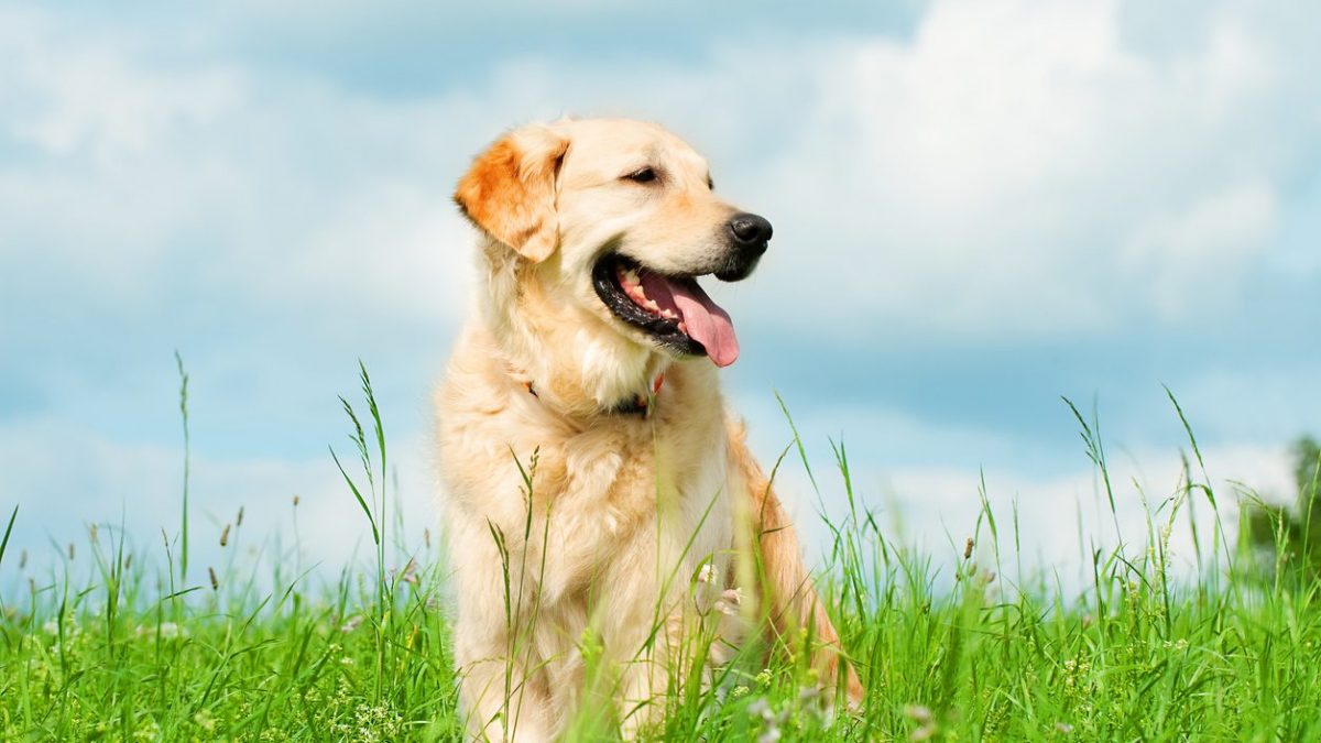 Cane tra forasacchi