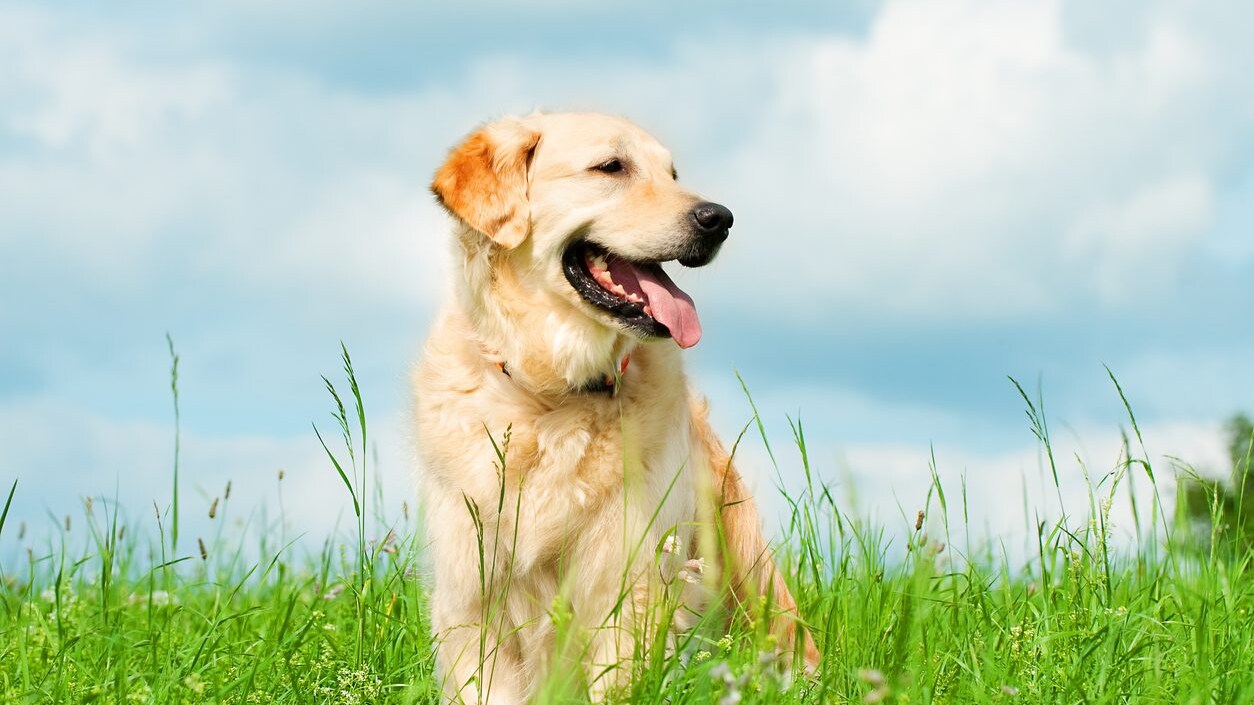 Cane tra forasacchi