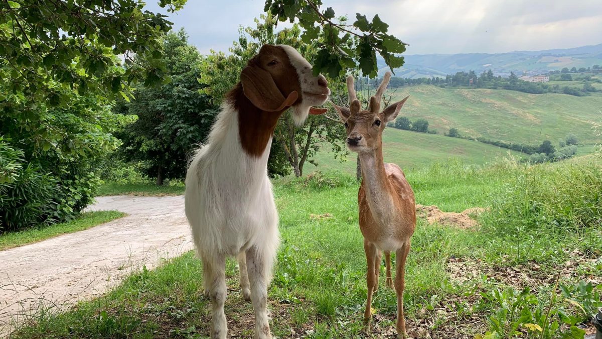 daino e caprone