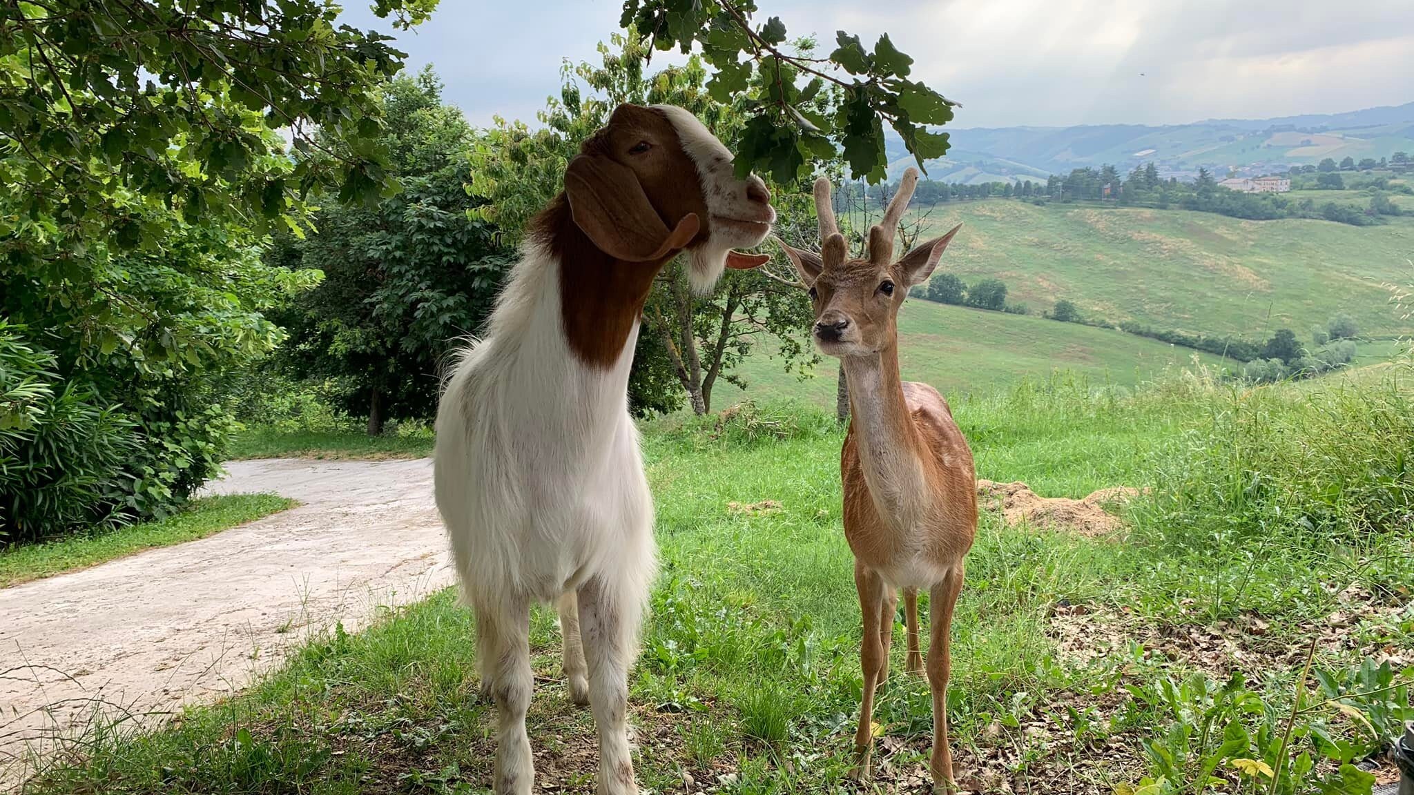 daino e caprone