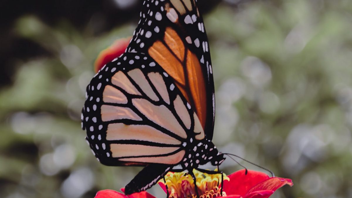 farfalla