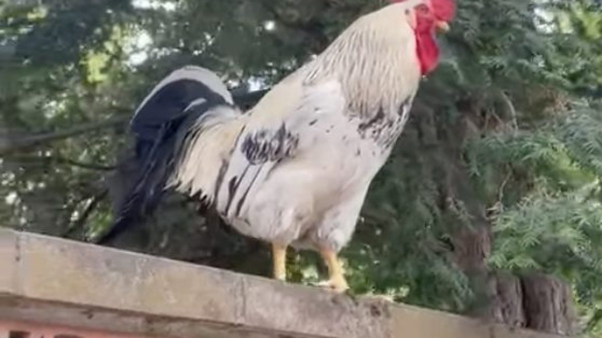 gallo garibaldi