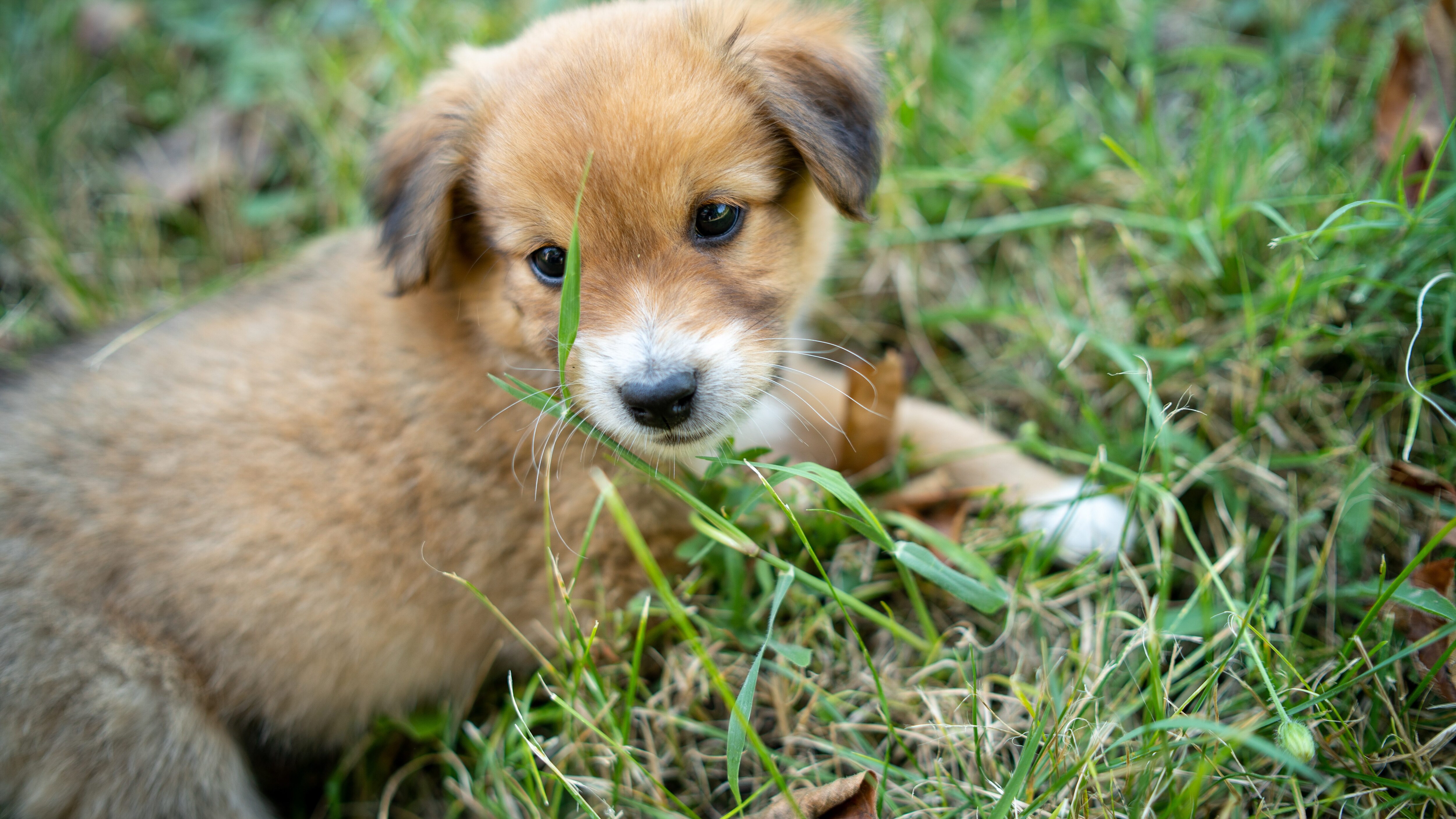 cucciolo cane