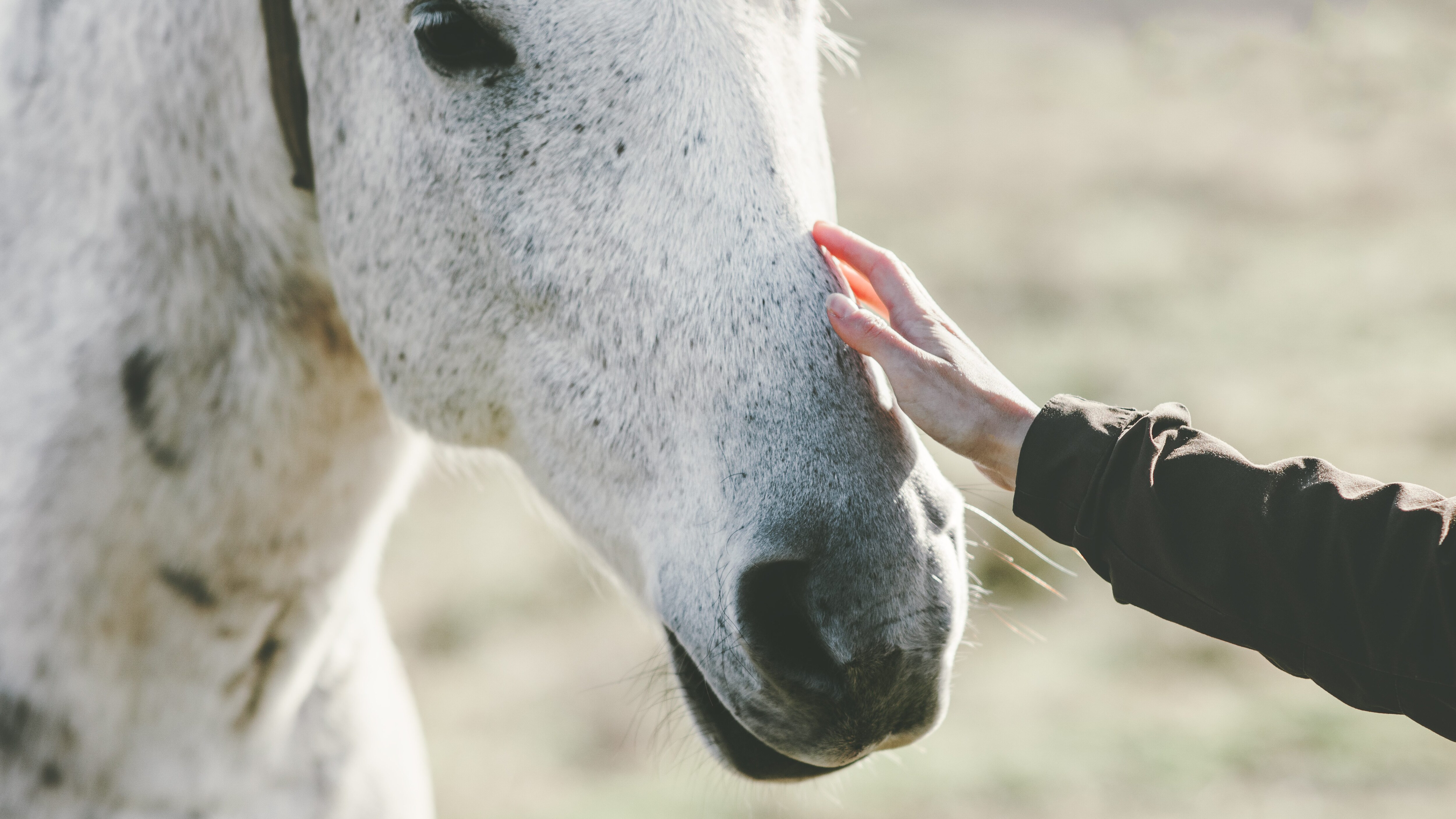 cavallo